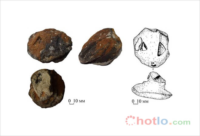 b&iacute; mật đầu rắn ngh&igrave;n năm tuổi