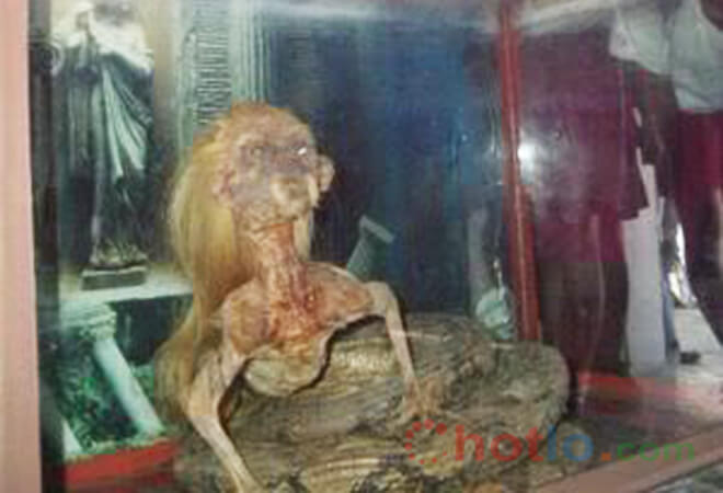 x&aacute;c nửa người nửa rắn