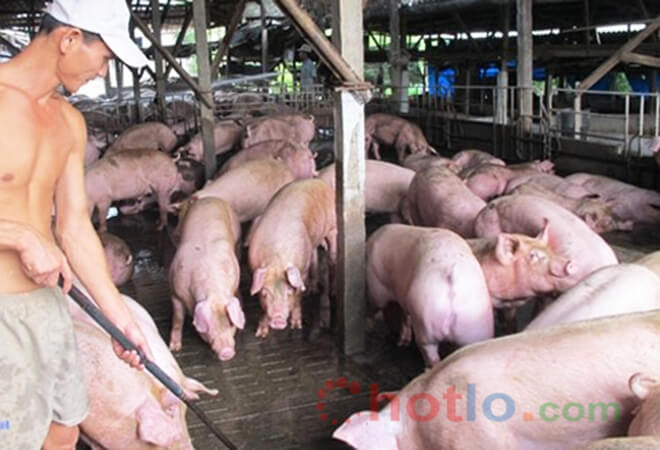 tr&uacute;ng soi cầu xổ số cuối đời chăn heo