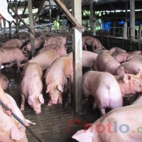 Đại gia 4 lần trúng soi cầu xổ số, cuối đời trốn nợ chăn heo thuê